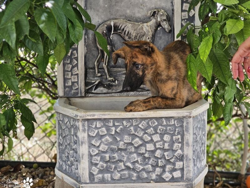 Phinnia ist ein aufgewecktes Galgo Mix Mädel