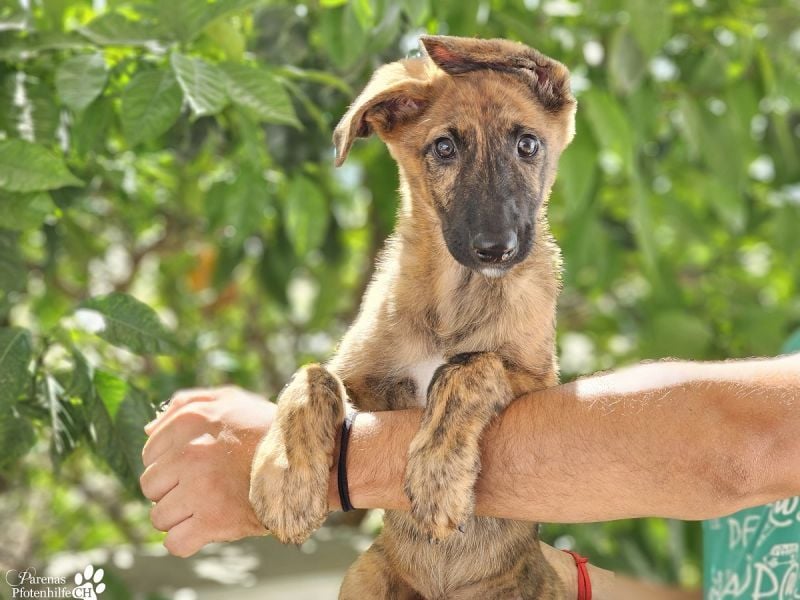 Phinnia ist ein aufgewecktes Galgo Mix Mädel