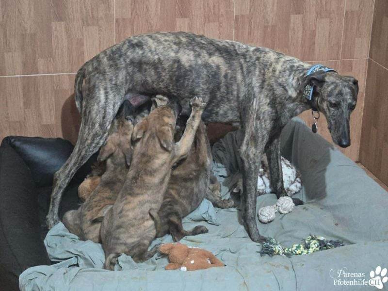 Phinnia ist ein aufgewecktes Galgo Mix Mädel