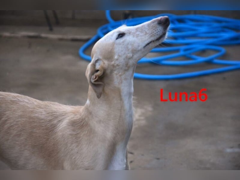 Luna6 geb. 08/2023 bereits in Deutschland - traumhafte Hundedame sucht ihr Körbchen!