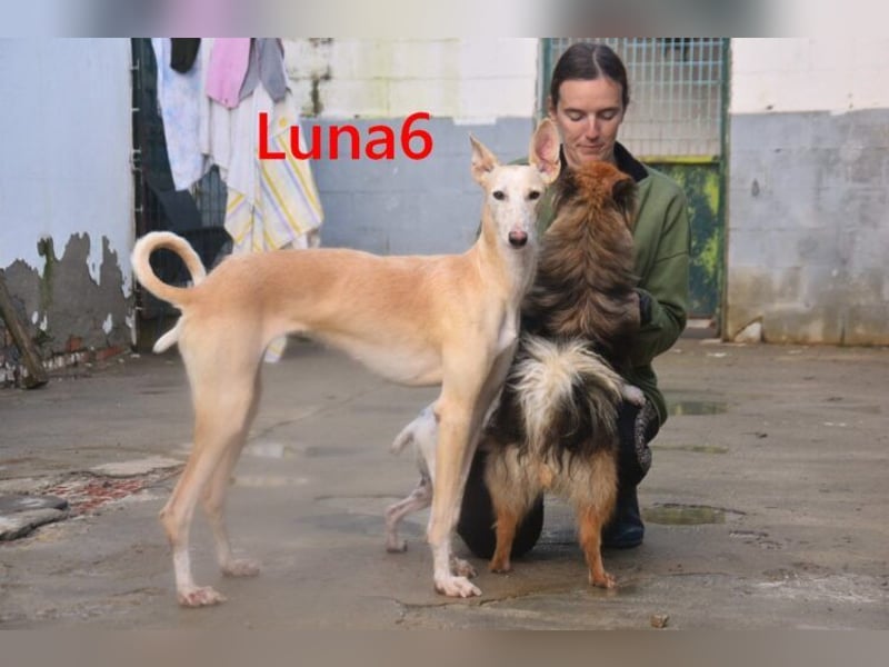 Luna6 geb. 08/2023 bereits in Deutschland - traumhafte Hundedame sucht ihr Körbchen!