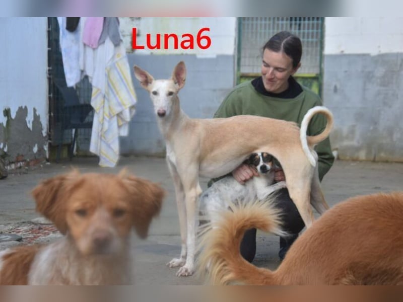 Luna6 geb. 08/2023 bereits in Deutschland - traumhafte Hundedame sucht ihr Körbchen!