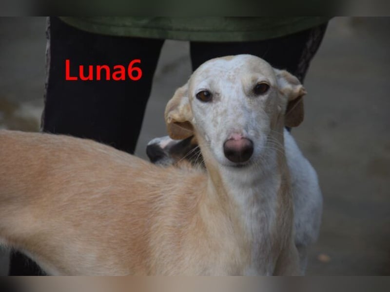 Luna6 geb. 08/2023 bereits in Deutschland - traumhafte Hundedame sucht ihr Körbchen!
