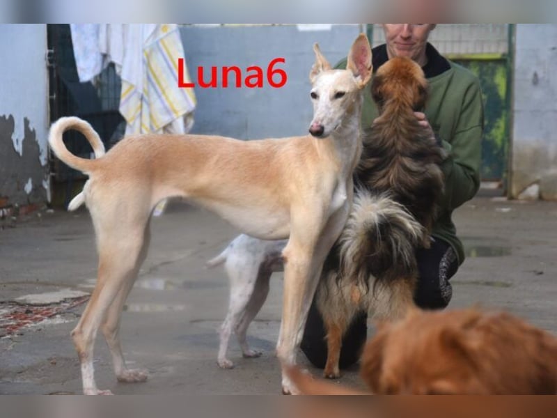 Luna6 geb. 08/2023 bereits in Deutschland - traumhafte Hundedame sucht ihr Körbchen!