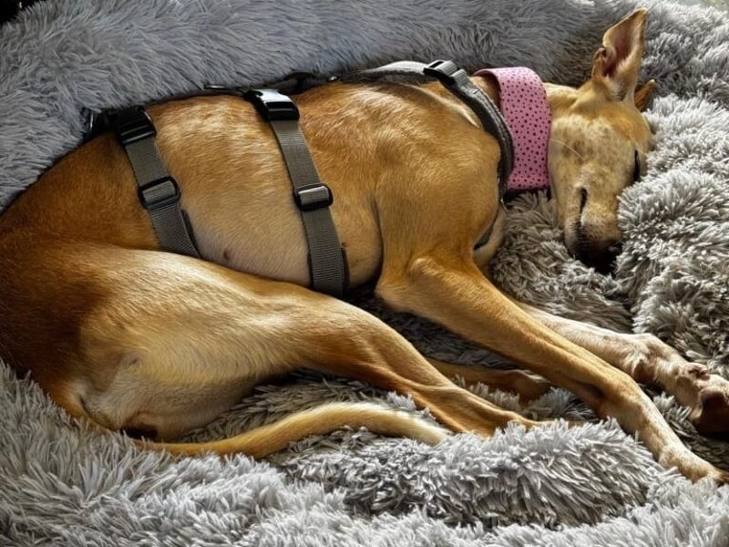 Luna6 geb. 08/2023 bereits in Deutschland - traumhafte Hundedame sucht ihr Körbchen!