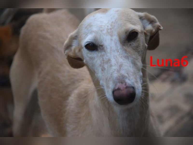 Luna6 geb. 08/2023 bereits in Deutschland - traumhafte Hundedame sucht ihr Körbchen!