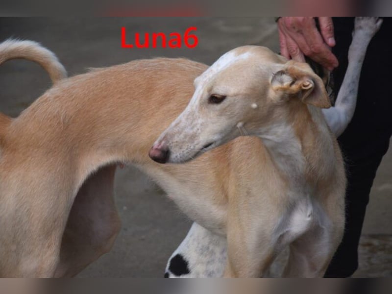 Luna6 geb. 08/2023 bereits in Deutschland - traumhafte Hundedame sucht ihr Körbchen!