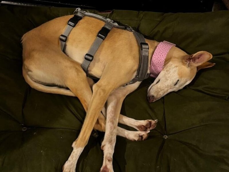 Luna6 geb. 08/2023 bereits in Deutschland - traumhafte Hundedame sucht ihr Körbchen!