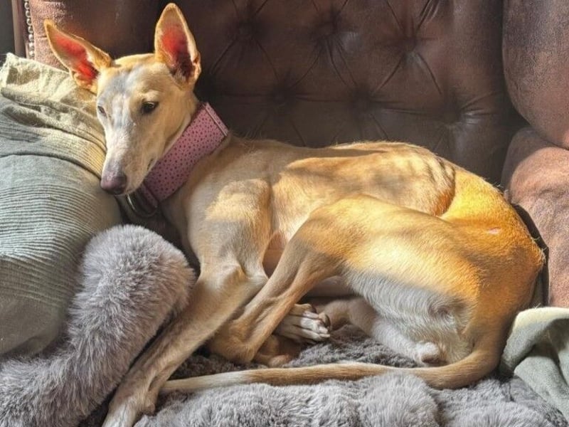 Luna6 geb. 08/2023 bereits in Deutschland - traumhafte Hundedame sucht ihr Körbchen!