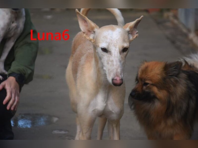 Luna6 geb. 08/2023 bereits in Deutschland - traumhafte Hundedame sucht ihr Körbchen!