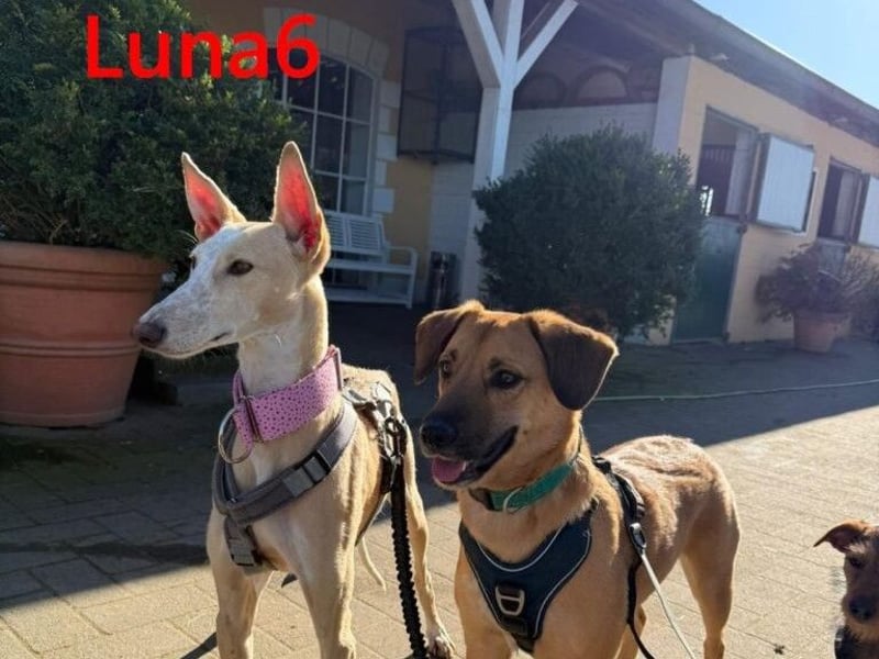 Luna6 geb. 08/2023 bereits in Deutschland - traumhafte Hundedame sucht ihr Körbchen!
