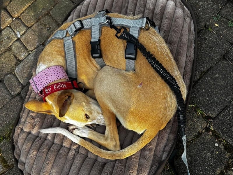 Luna6 geb. 08/2023 bereits in Deutschland - traumhafte Hundedame sucht ihr Körbchen!