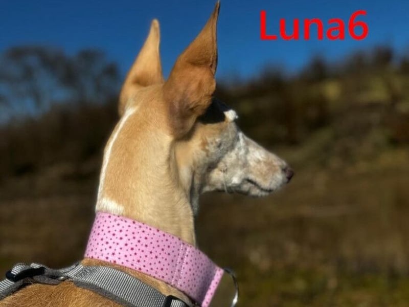 Luna6 geb. 08/2023 bereits in Deutschland - traumhafte Hundedame sucht ihr Körbchen!