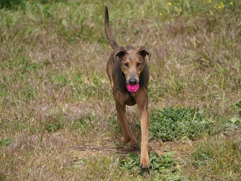 Apollo (Spanien) – Ein großer Junge, der lernen möchte ...