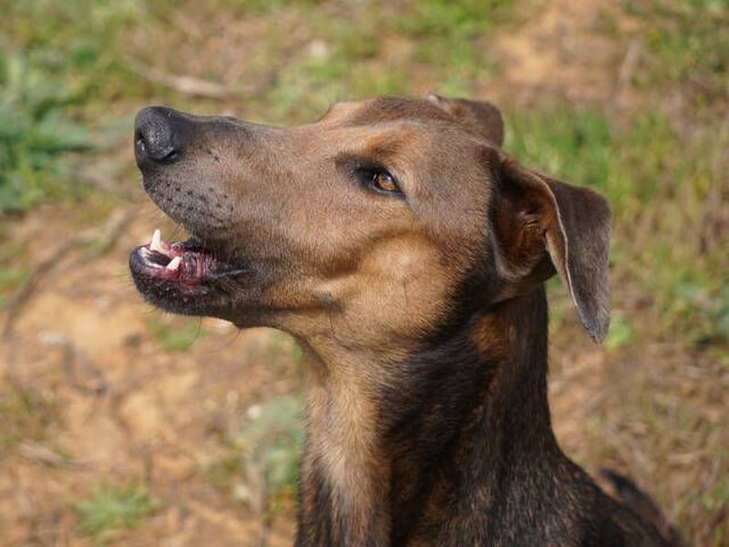 Apollo (Spanien) – Ein großer Junge, der lernen möchte ...