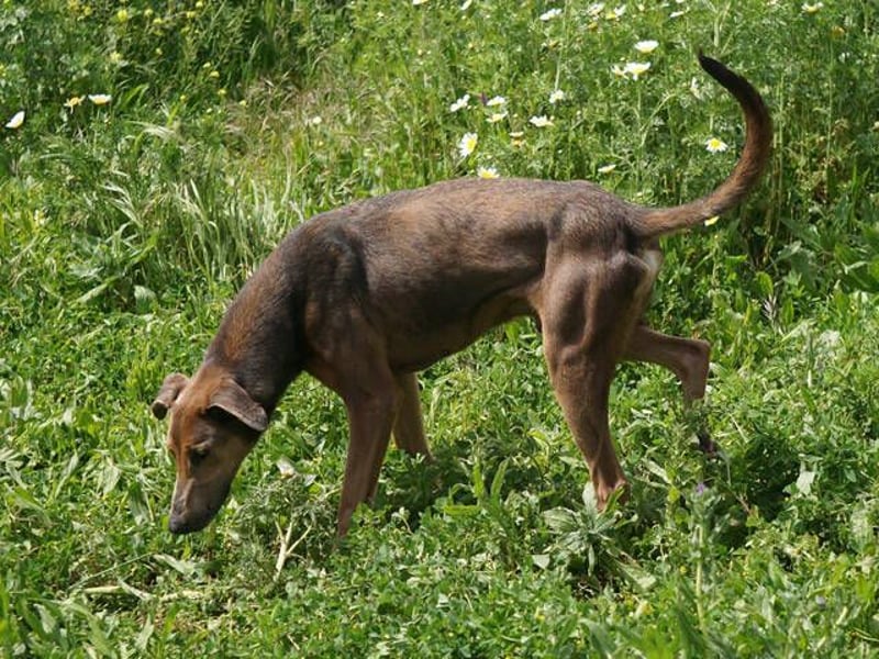 Apollo (Spanien) – Ein großer Junge, der lernen möchte ...