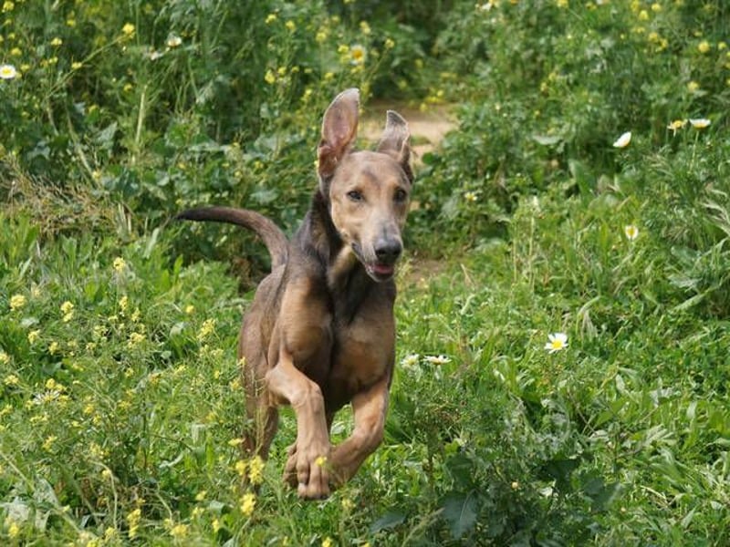 Apollo (Spanien) – Ein großer Junge, der lernen möchte ...