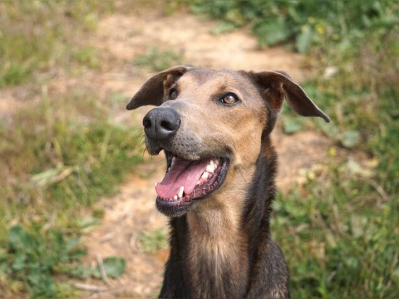 Apollo (Spanien) – Ein großer Junge, der lernen möchte ...