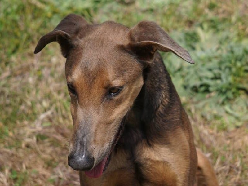 Apollo (Spanien) – Ein großer Junge, der lernen möchte ...