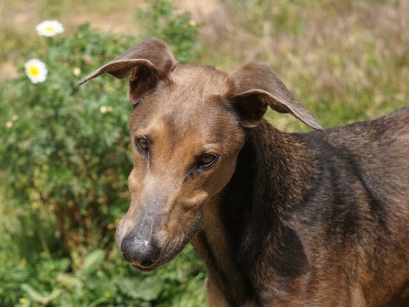 Apollo (Spanien) – Ein großer Junge, der lernen möchte ...