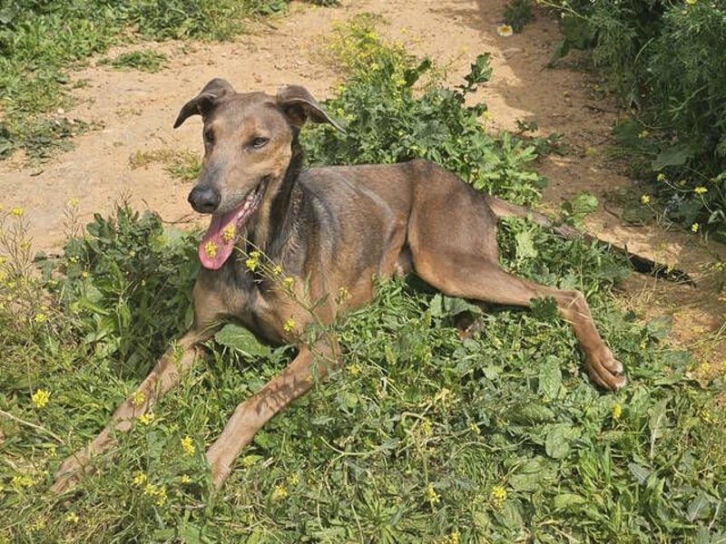 Apollo (Spanien) – Ein großer Junge, der lernen möchte ...