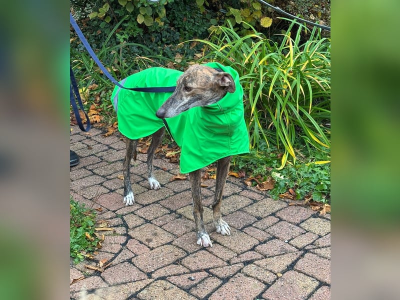 Rudi - befindet sich in einer Pflegestelle in 76593 Gernsbach