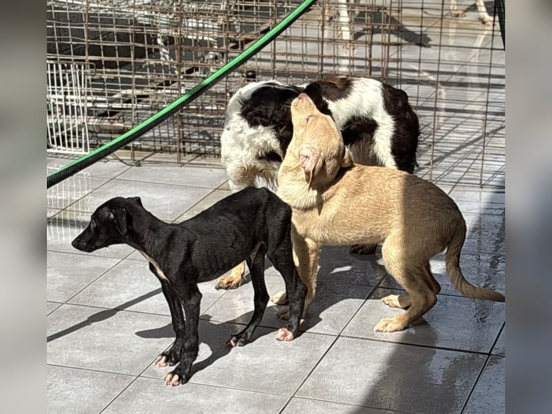 Pontos und Dogos