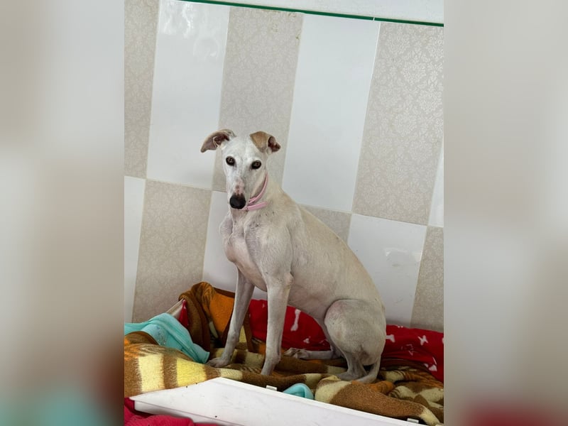 Leni - befindet sich in einer PS in 65366 Geisenheim