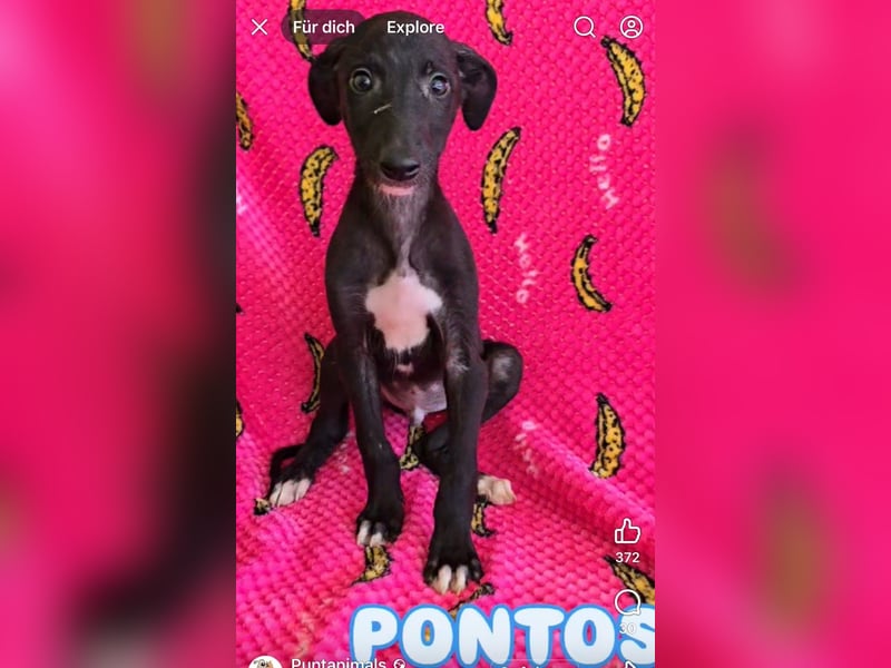 Pontos und Dogos
