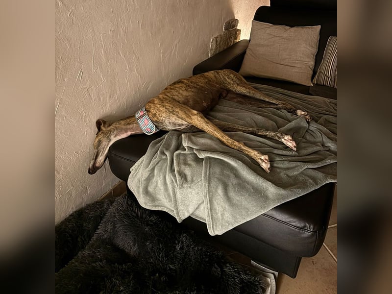 Rudi - befindet sich in einer Pflegestelle in 76593 Gernsbach