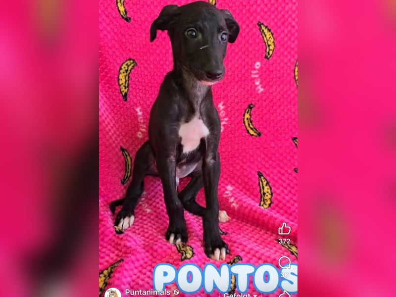 Pontos und Dogos