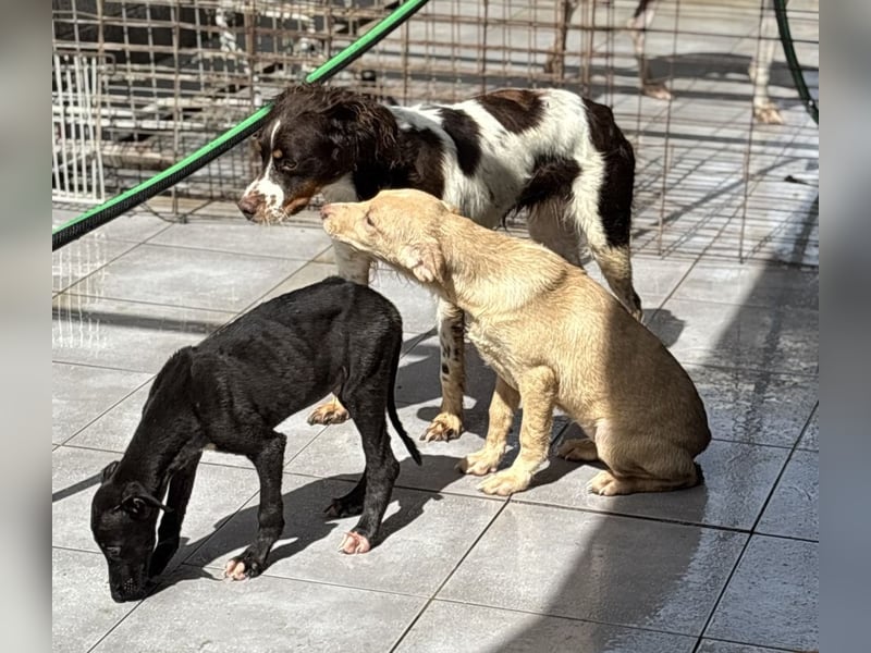 Pontos und Dogos