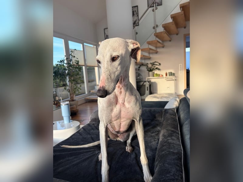 Leni - befindet sich in einer PS in 65366 Geisenheim