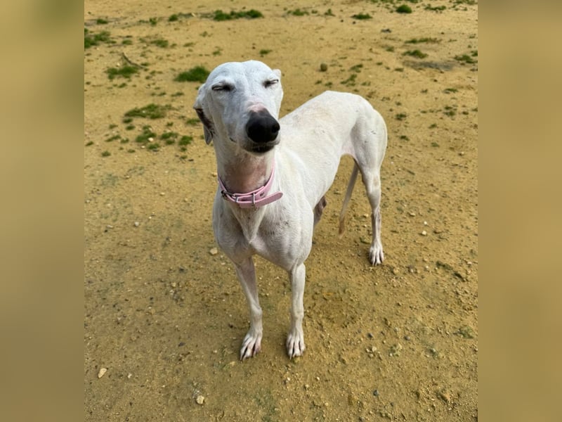 Leni - befindet sich in einer PS in 65366 Geisenheim