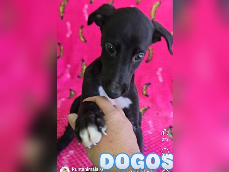 Pontos und Dogos