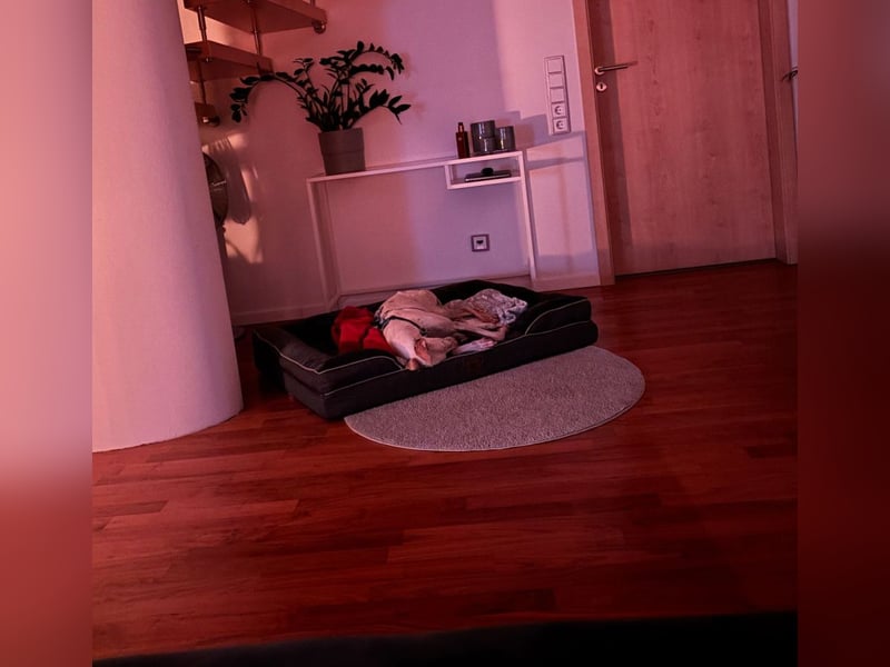 Leni - befindet sich in einer PS in 65366 Geisenheim