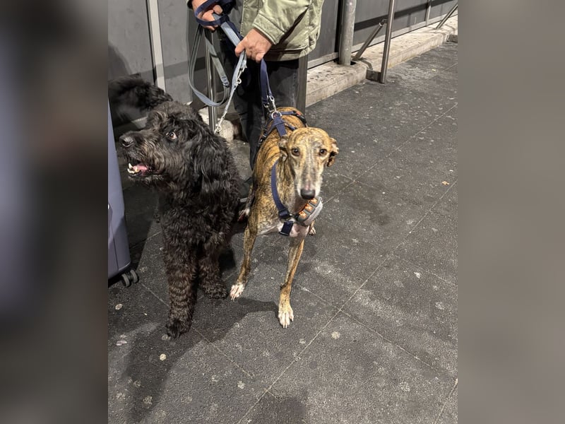 Rudi - befindet sich in einer Pflegestelle in 76593 Gernsbach