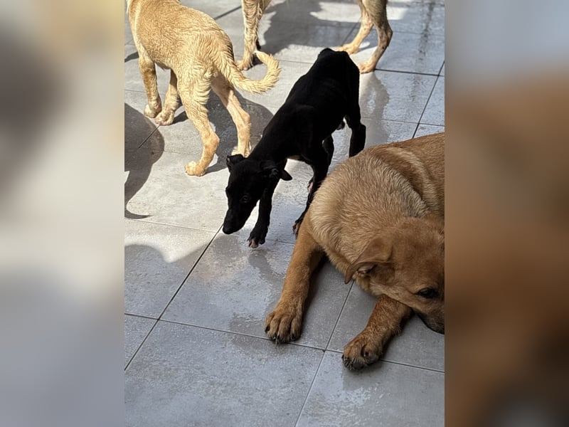 Pontos und Dogos
