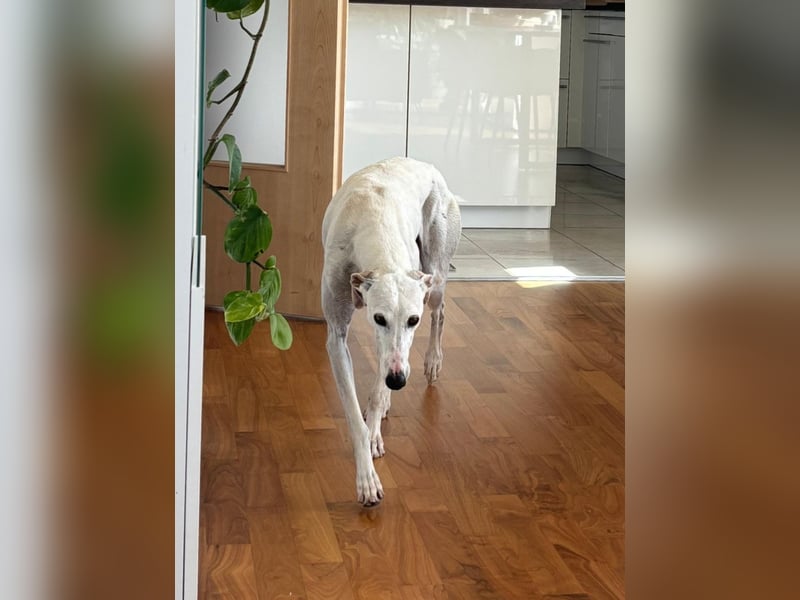 Leni - befindet sich in einer PS in 65366 Geisenheim