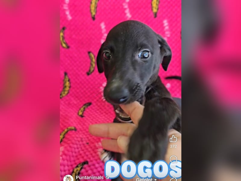 Pontos und Dogos