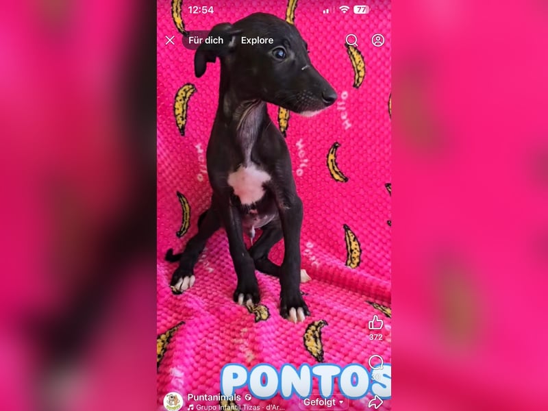 Pontos und Dogos