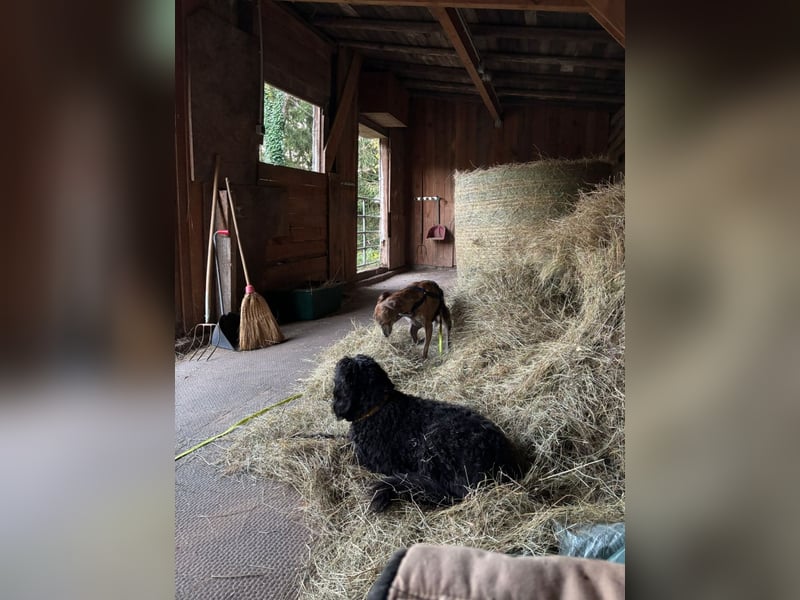 Rudi - befindet sich in einer Pflegestelle in 76593 Gernsbach