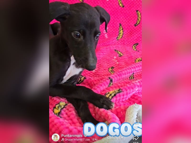 Pontos und Dogos