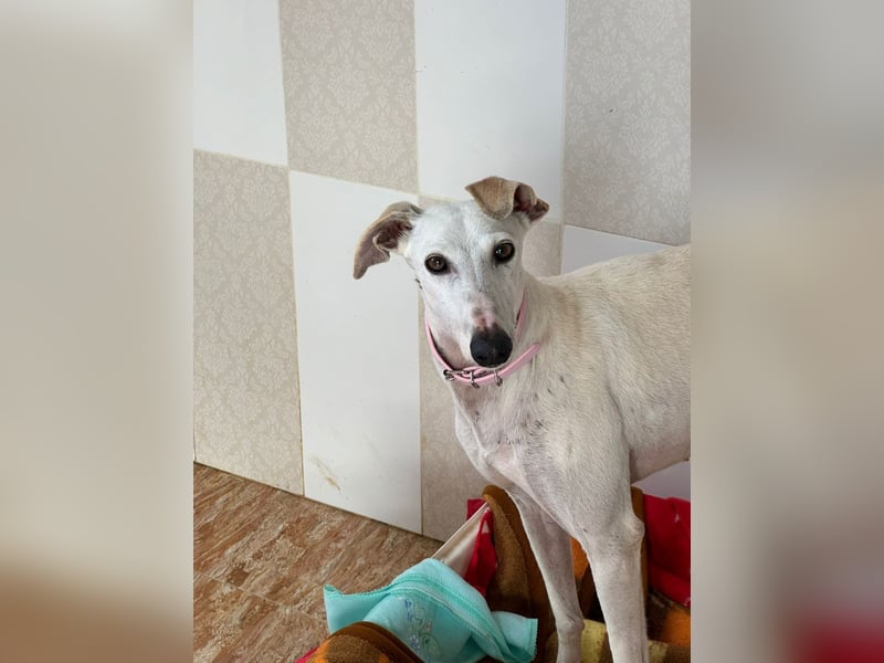 Leni - befindet sich in einer PS in 65366 Geisenheim