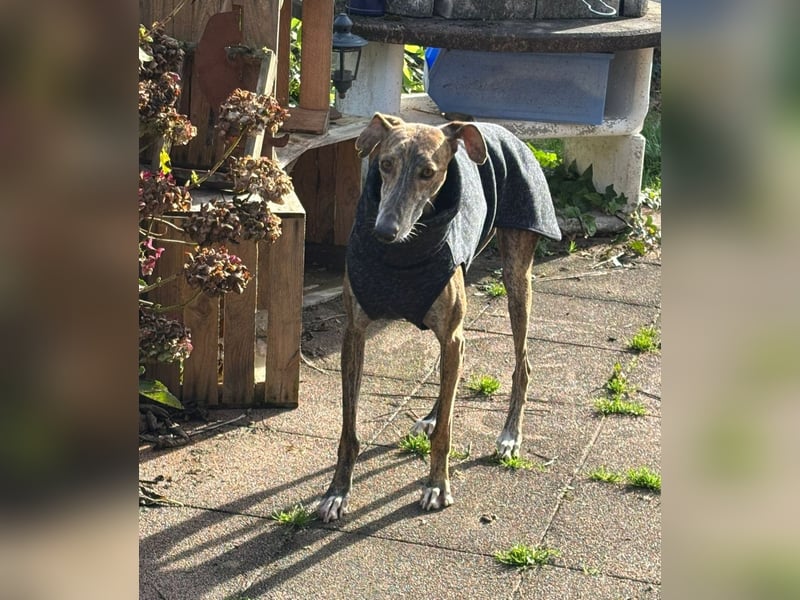 Rudi - befindet sich in einer Pflegestelle in 76593 Gernsbach