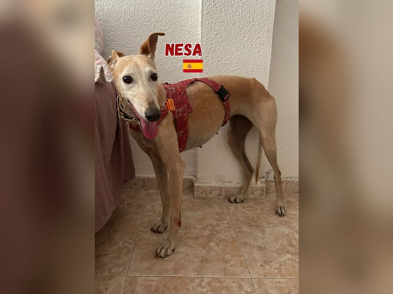 Nesa,geb.11/19,liebes Galgomädchen sucht ihre Familie