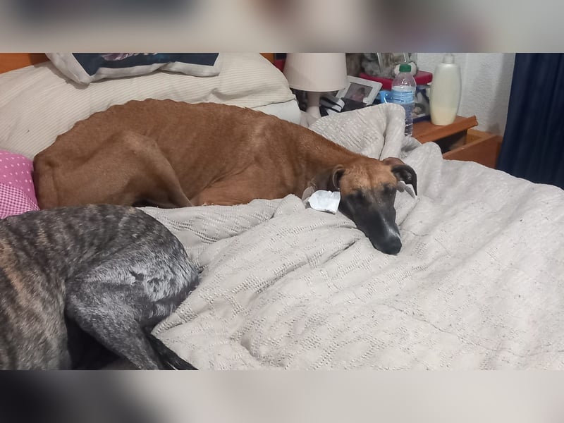 Cenicienta - freundlich und sozial