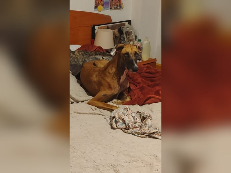 Cenicienta - freundlich und sozial