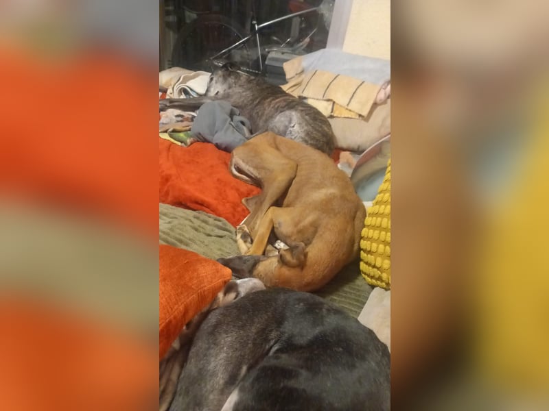 Cenicienta - freundlich und sozial