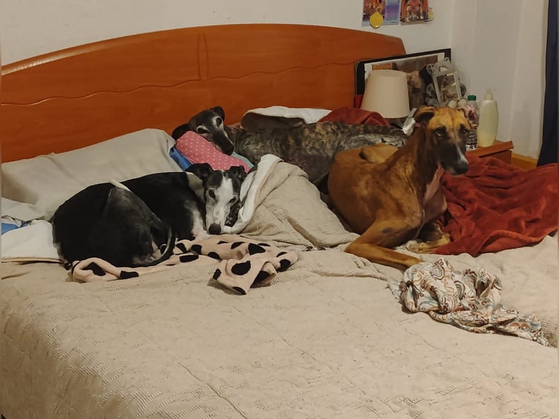 Cenicienta - freundlich und sozial